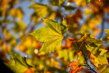 Colors of Autumn. Colorful leaves in october.