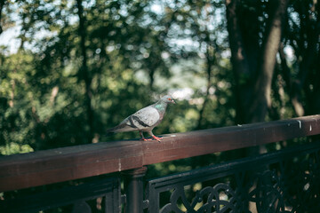 Hungry pigeon on the street in the city