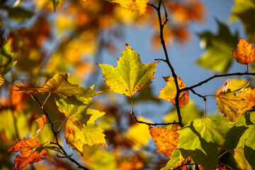 Colors of Autumn. Colorful leaves in october.