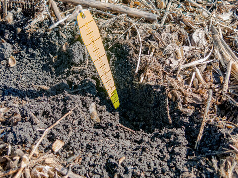 A Ruler Checking The Depth Of Winter Wheat Seeds After Planting Into A Field Of Soybean Stubble In The Autumn.