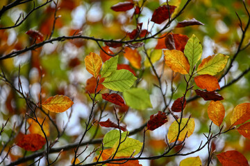 Colors of Autumn. Colorful leaves in october.