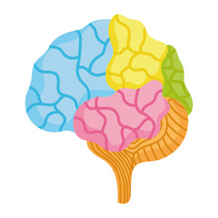 colored human brain parts organ isolated icon style