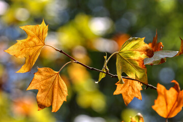 Fototapeta na wymiar Colors of Autumn. Colorful leaves in october.