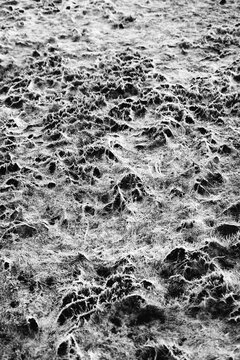 Moss texture