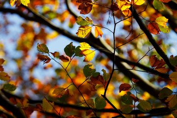 Colors of Autumn. Colorful leaves in october.