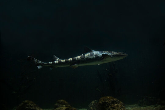 The leopard shark (Triakis semifasciata).