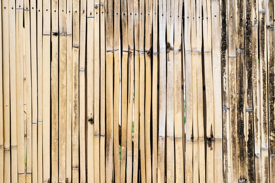 Bamboo