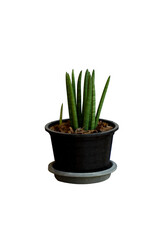 African Spear, Cylindrical Snake Tree, San Xavierian Spear In a pot isolated from a white background