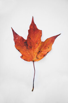 Autumn Leaf
