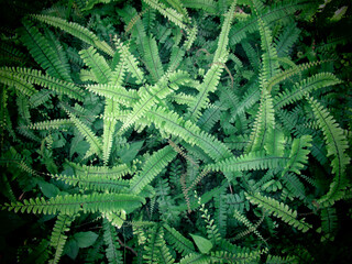 Green fern leaf background The image is black.