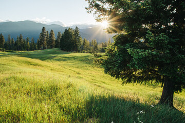 Evening sun over green field