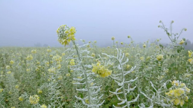 Winter canola field, rapeseed with frost, frozen crop