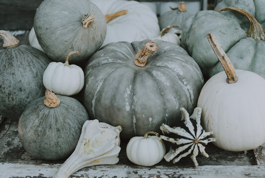 White pumpkins