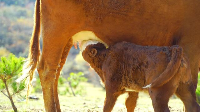 Little calf drinking milk from mother cow on a sunny day.