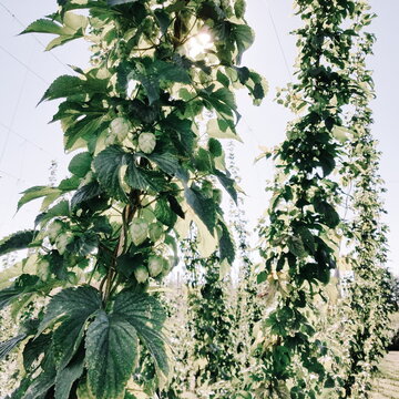 Hops on Hop Farm Vines