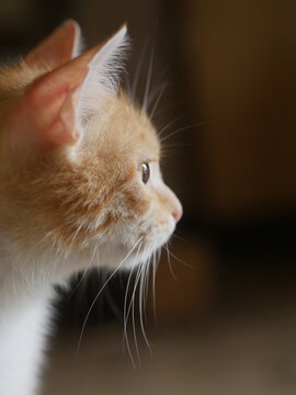 A kitty is interested in something