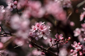 Beautiful floral spring abstract background of nature. Branches of blossoming fruits.