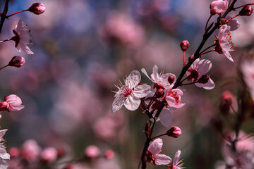 Beautiful floral spring abstract background of nature. Branches of blossoming fruits.