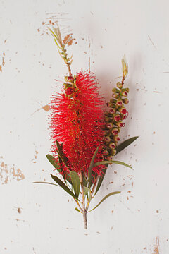 close up of native Australian bottle brush flower