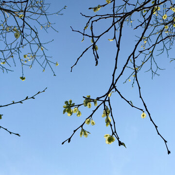 Spring blossom of Elm trees