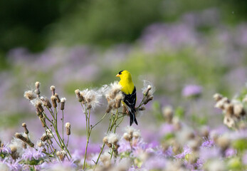 American Goldfinch Sitting on Thistle Down
