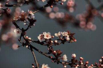 Beautiful floral spring abstract background of nature. Branches of blossoming fruits.