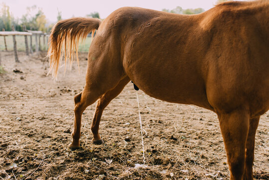 A horse urinating