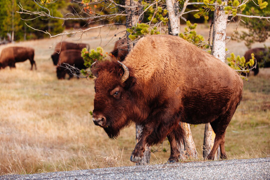 Buffalo Walking on the Side of a Road in Yellowstone National Park