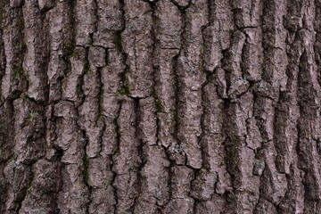 Oak Tree Bark