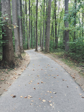 Paved Footpath Through Forest, Silver Spring, MD