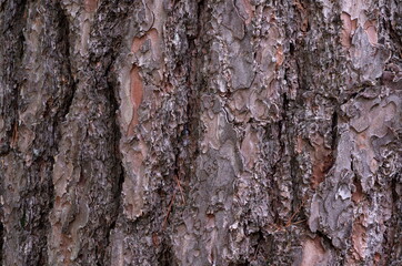 Pine Tree Bark