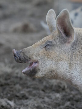 Happy swine with dirty snoot.