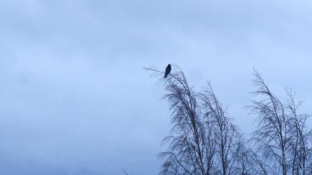 Low-angle of a crow stanidng on the dry treetops, cloudy background in winter
