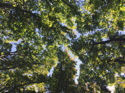 Low angle view of forest canopy in Fall