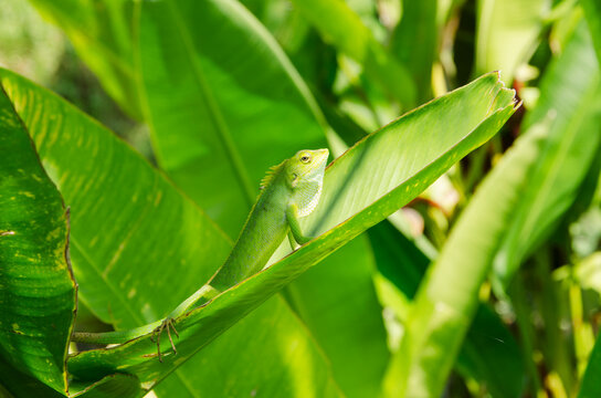 Maned Forest Lizard