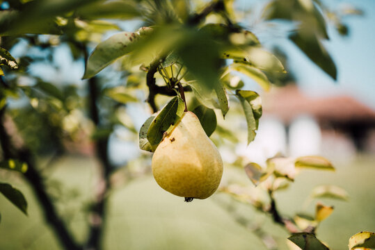 Close up of a pear tree outdoors