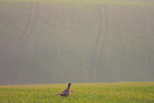 Pheasant on fields