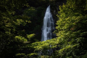 Obraz premium 天滝 Ten Falls