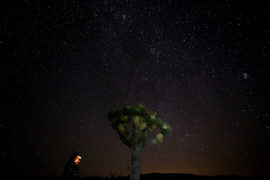 Man with Lighter Standing Next to Joshua Tree with Stars