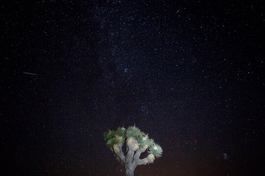 Glowing Joshua Tree Against Brilliant Starry Sky with Meteor
