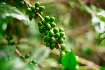 Cherry coffee that is currently producing but not yet ripe is being green