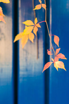 hopsplant with autumn colouring on a wooden wall