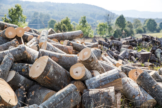 A woodpile of chopped lumber in the forest