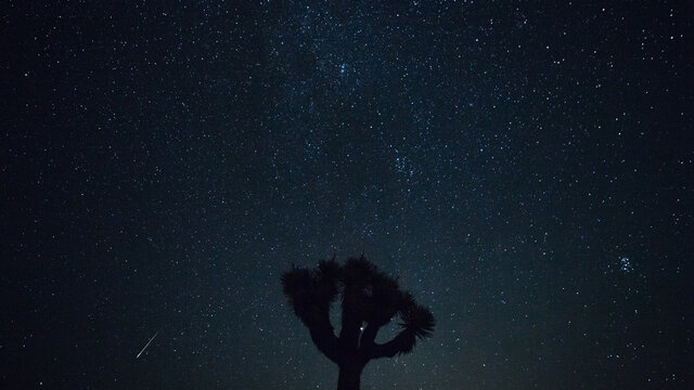 Meteor with Joshua Tree Silhouette and Starry Sky