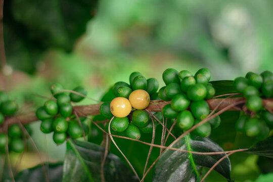Cherry coffee that is currently producing but not yet ripe is being green