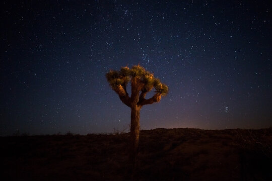 Joshua Tree with Glowing Horizon and Starry Sky