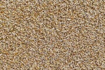 Unprocessed barley grains in husk, in large quantities.