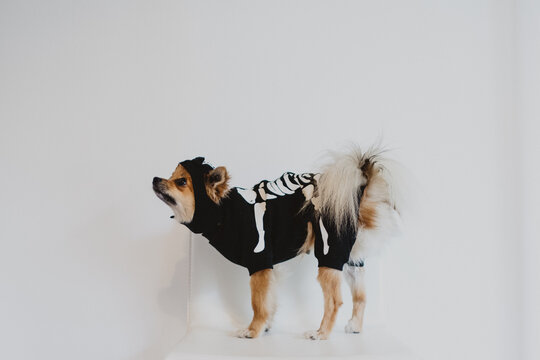 A Skeleton