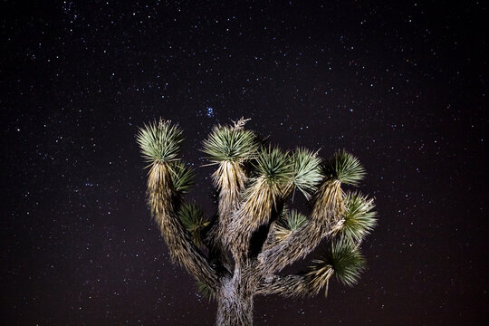 Lit Up Joshua Tree at Night with Starry Sky