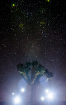 Alien Lights Around Joshua Tree with Amazing Starry Sky